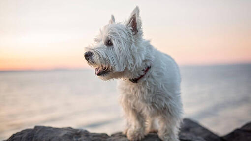 West Highland White Terrier sitting near the water