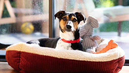 Dog with red collar lying