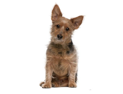 Australian Terrier