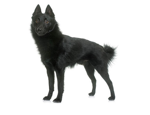 Schipperke Mobile