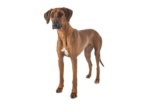 Rhodesian Ridgeback Mobile