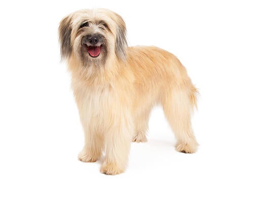 Pyrenean Sheepdog