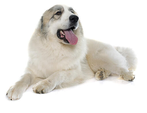 Pyrenean Mountain Dog Mobile