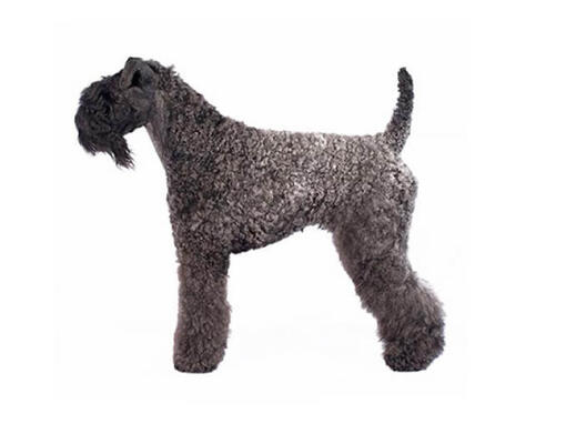 Kerry Blue Terrier Mobile