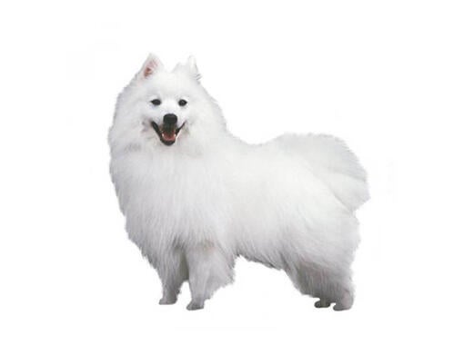 Japanese Spitz Mobile