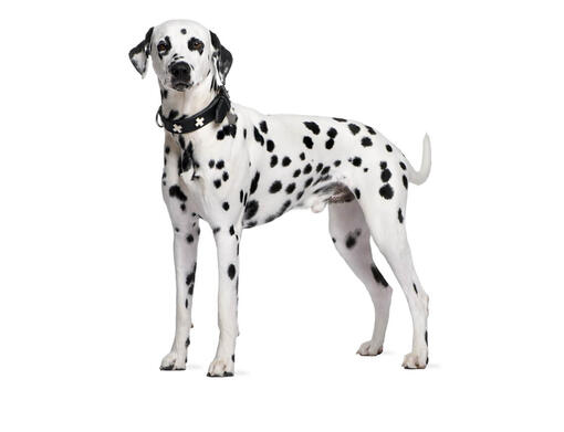 Dalmatian