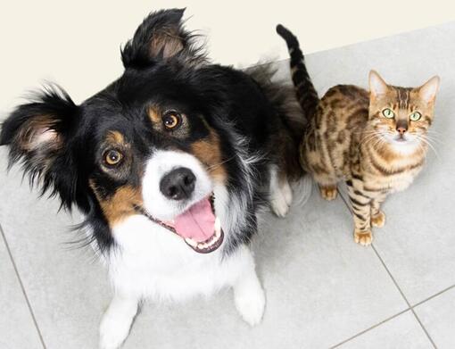 Dog and Cat looking upwards