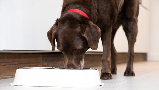 Senior dog eating from bowl