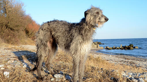 Dog standing on the coast