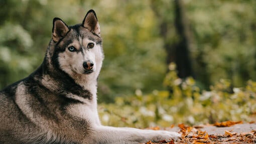 Siberian Husky lying down in the fore