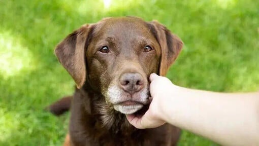 Labrador looking at owner