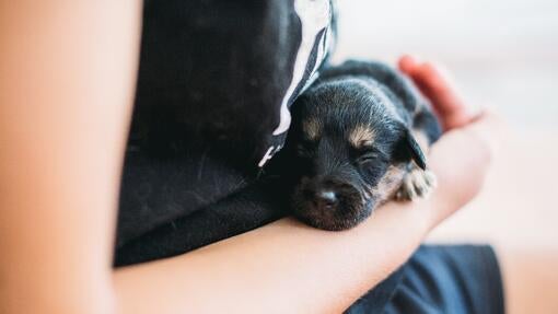 black puppy in the arms of their owner