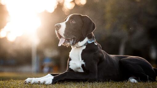 Great Dane sitting down with tongue out