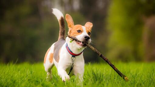 Short-Haired Dog Breeds for Tangle-Free Cuddles