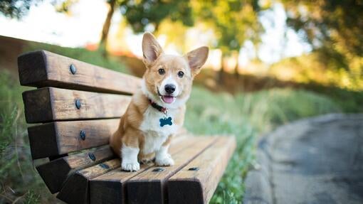 Young woman holding laughing corgi puppy