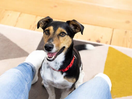 Dog looking up at owner