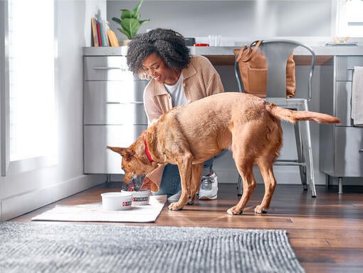 Owner feeding a dog with Purina