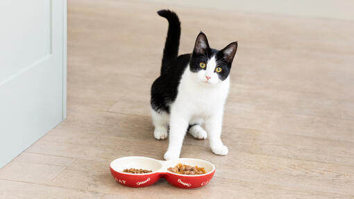 Black and white cat with food