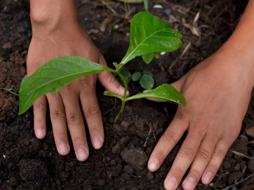 Growing a plant