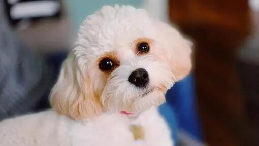 Cavachon dog laying on green grass