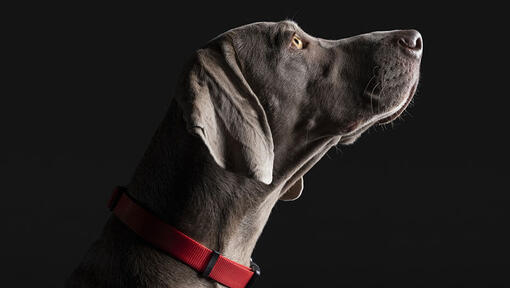 Dog with red colour looking up