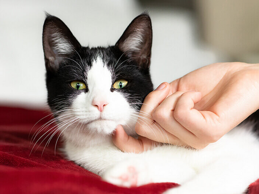 Black and white cat being stroked