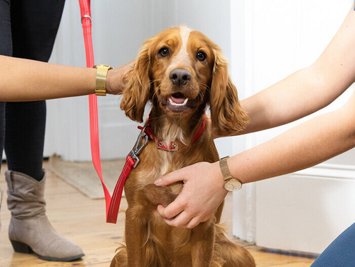 Spaniel being stroked