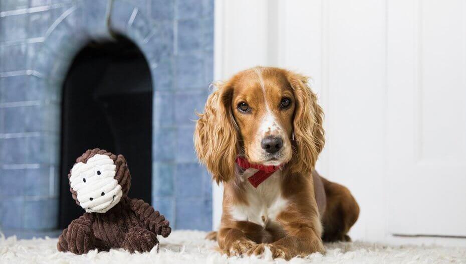 Cocker Spaniel sitting down next to a monkey toy Cocker Spaniel sitting down next to a monkey toy