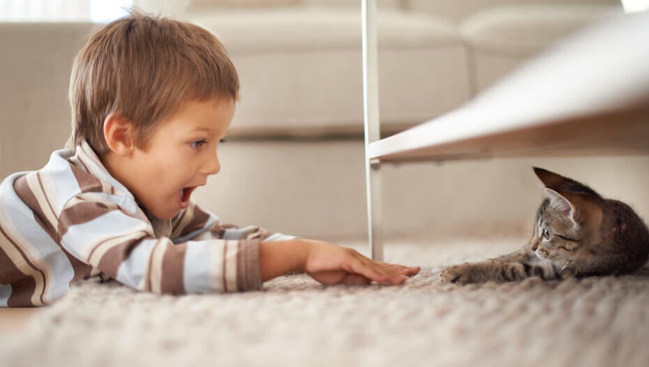 Dark furred kitten hiding under a shelf, playing with young boy Dark furred kitten hiding under a shelf, playing with young boy