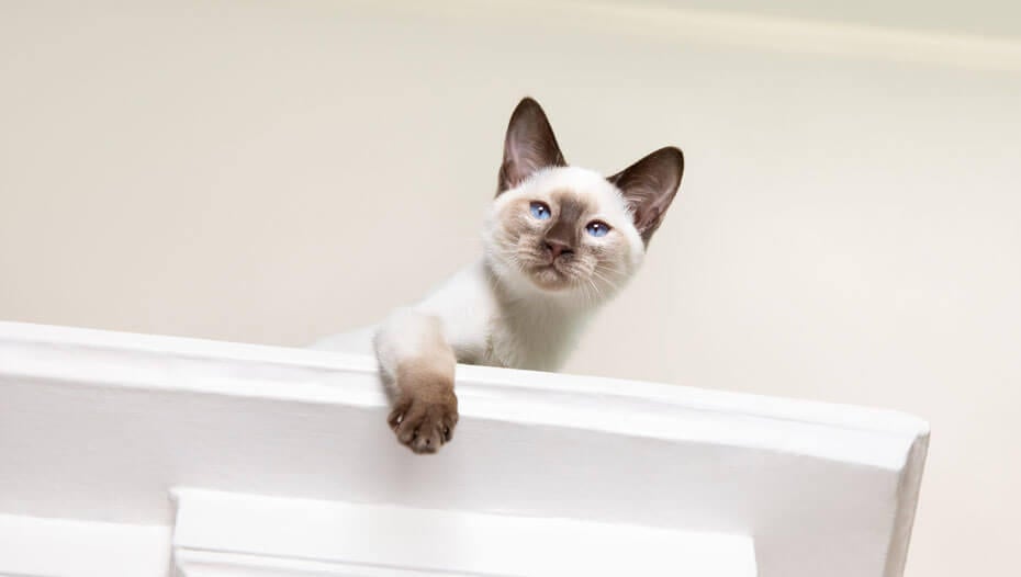 cat peeking out from on top of a wardrobe cat peeking out from on top of a wardrobe