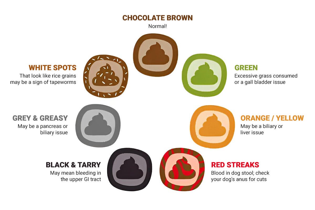 All about dog poop 3 Dog poop colour wheel