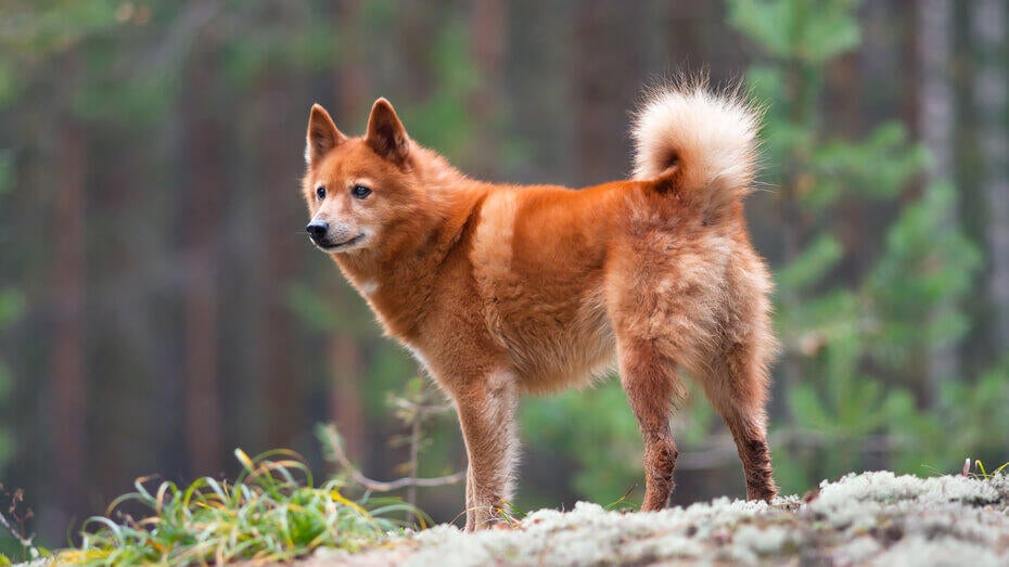 Finnish Spitz in the forest Finnish Spitz in the forest