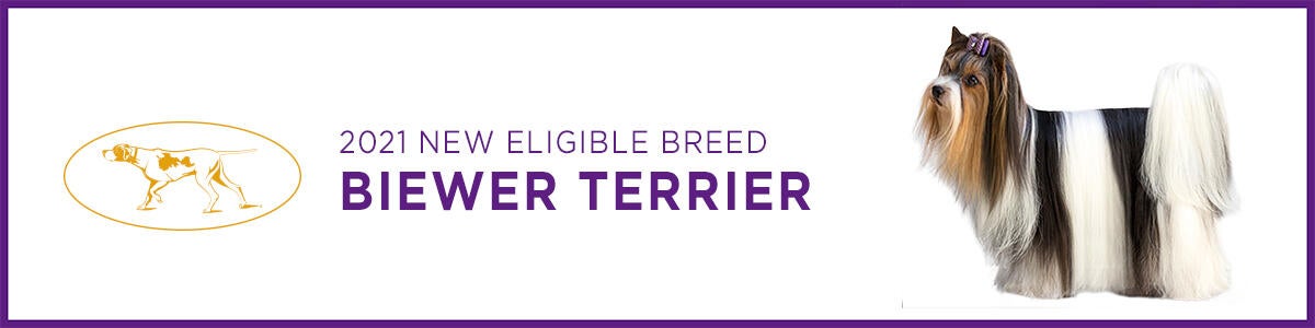 Biewer Terrier Biewer Terrier