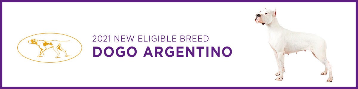 Dogo Argentino Dogo Argentino